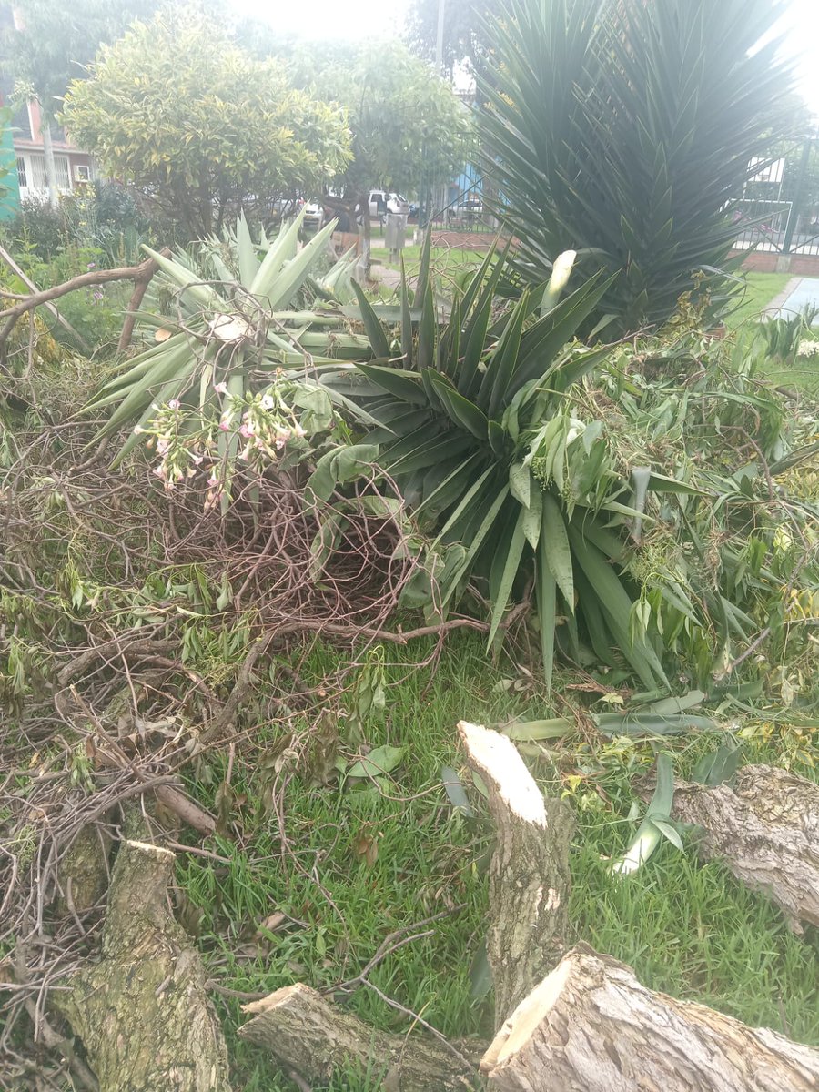 Señores <a href="/Uaesp/">Uaesp</a> aun no recogen en la Urbanización El Mortiño este árbol que se cayó el 20 de Abril. Esta ubicado en la Carrera 111 con Calle 74B.
Gracias.