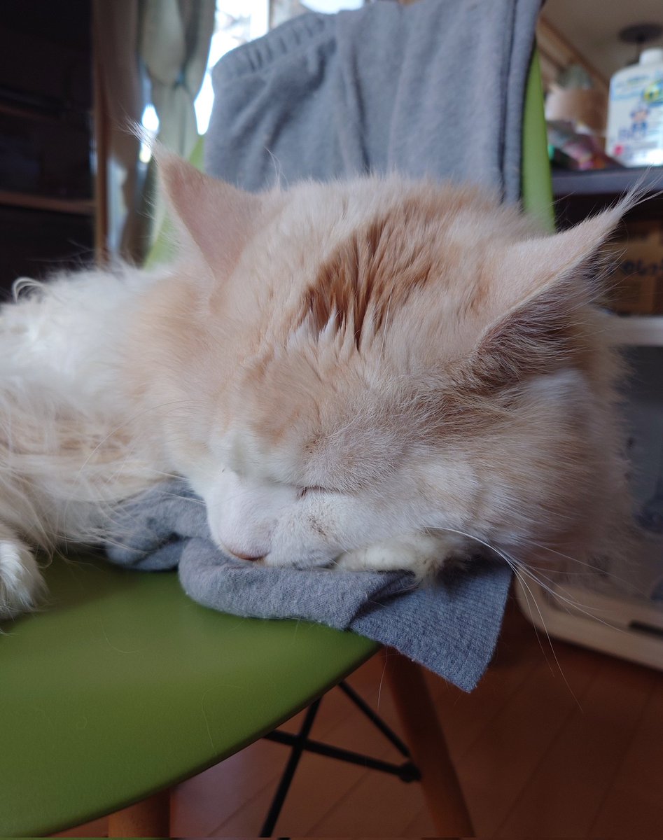 オッサンの抜け殻でほっこりするオス猫

#寝室は女子部屋なので匂いが付いてる