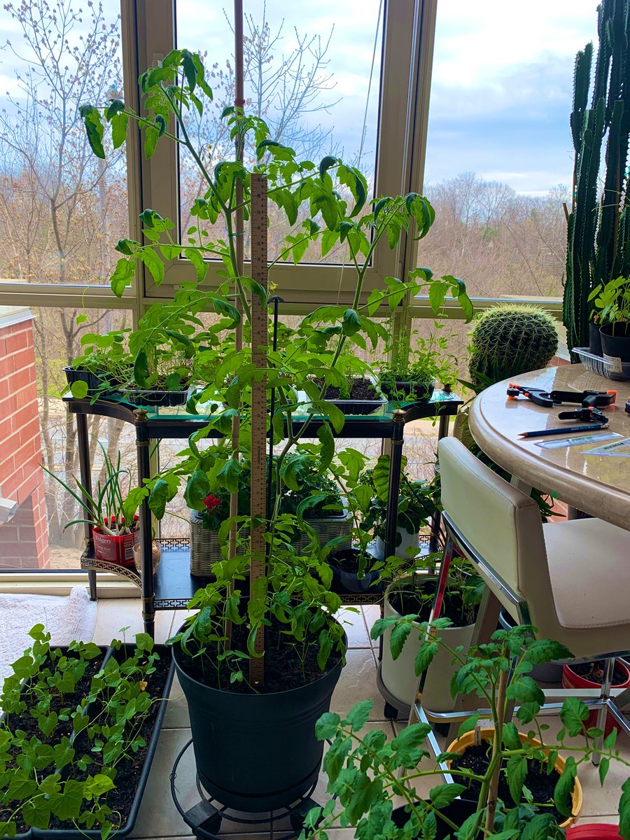 Might’ve started the tomato plant a little early?

Pushing four feet already! With flowers.

🍅  😂🤣