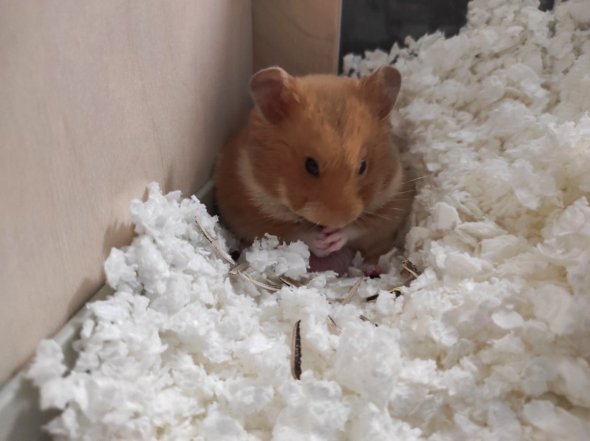 Замышляет захват мира