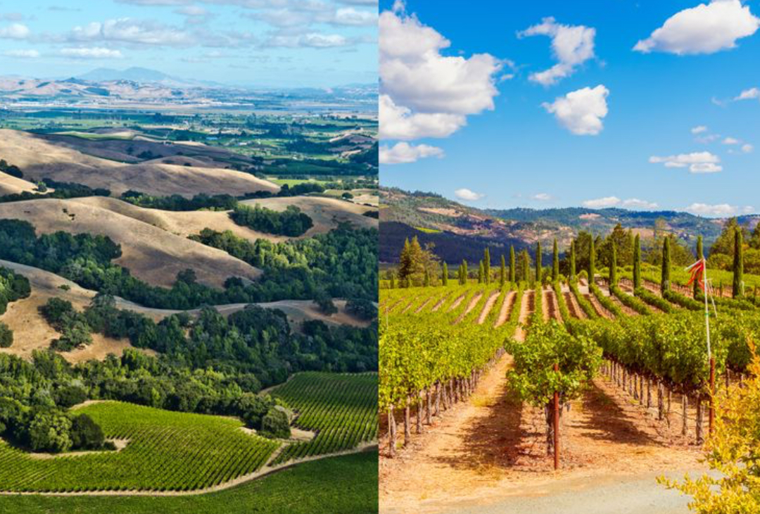 Cashman & Associates (@cashmanassoc) on Twitter photo Napa and Sonoma may be neighboring wine regions, but they’re vastly different in climate, terrain, and wine styles. Learn more about the key differences via <a href="/FreedmanReports/">Brian Freedman</a>' interview with C&A client <a href="/StarrRestaurant/">STARR Restaurants</a> Mikayla Avedisian-Cohen in <a href="/foodandwine/">Food & Wine</a> Magazine. Napa and Sonoma may be neighboring wine regions, but they’re vastly different in climate, terrain, and wine styles. Learn more about the key differences via <a href="/FreedmanReports/">Brian Freedman</a>' interview with C&A client <a href="/StarrRestaurant/">STARR Restaurants</a> Mikayla Avedisian-Cohen in <a href="/foodandwine/">Food & Wine</a> Magazine.