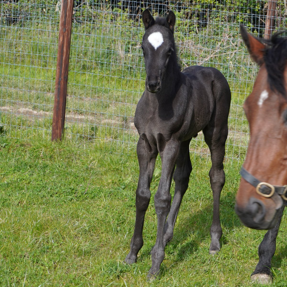 MARIE'S DIAMOND colt ex Mysterious Burg #brilliantdiamonds #foalfriday #rpfoalgallery <a href="/rpbloodstock/">Racing Post Bloodstock</a>