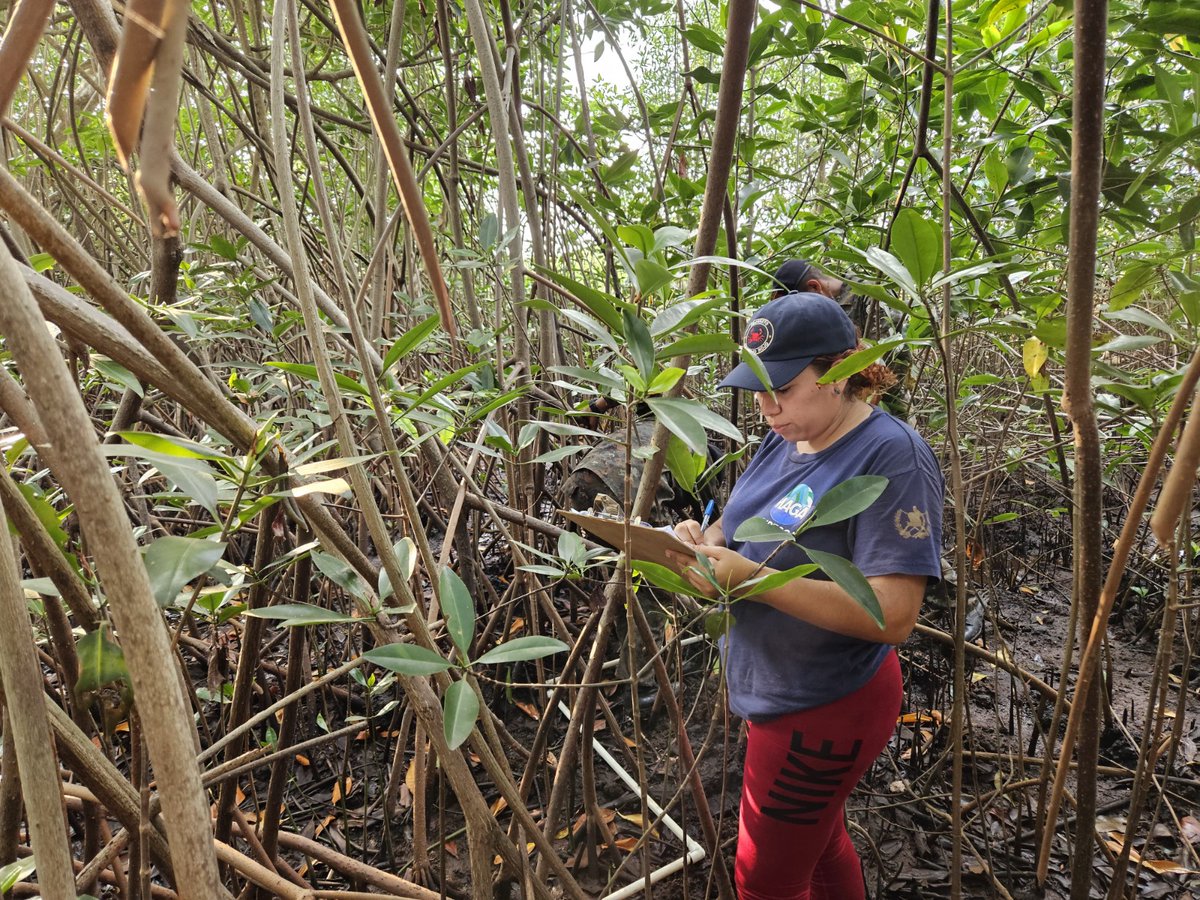 MagaGuatemala's tweet photo. #Escuintla | Con el objetivo de proteger la especie y contribuir al aprovechamiento de los recursos hidrobiológicos (peces y mariscos), se realizó un monitoreo de cangrejo rojo “Ucides Ocidentalis”, en cinco puntos del Parque Nacional Sipacate-Naranjo, por parte de la #DIPESCA.
Este trabajo se realizó los días 23 y 24 de abril de 2025, durante los cuales se tomaron muestras para determinar tallas, pesos y madurez sexual del cangrejo rojo. También se hicieron cuadrantes para el conteo de madrigueras, con el fin de establecer la época de muda del crustáceo.
