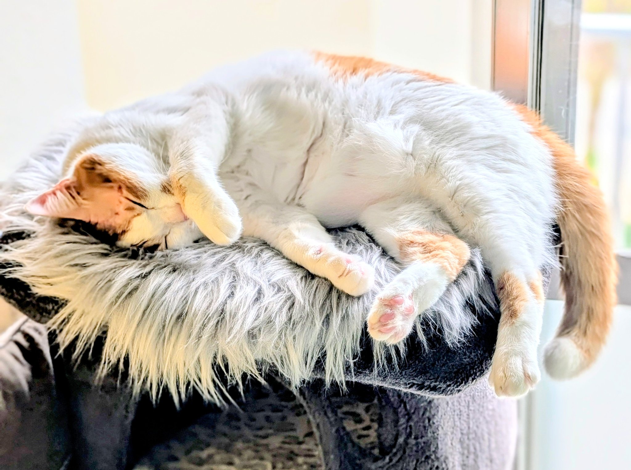 リアドロ 猫のお昼寝起こしちゃだめよ