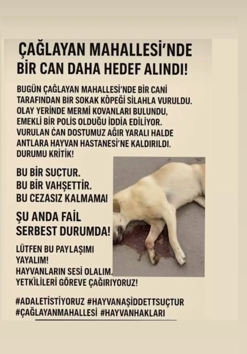 T.C Mehtap Erbas tweet media