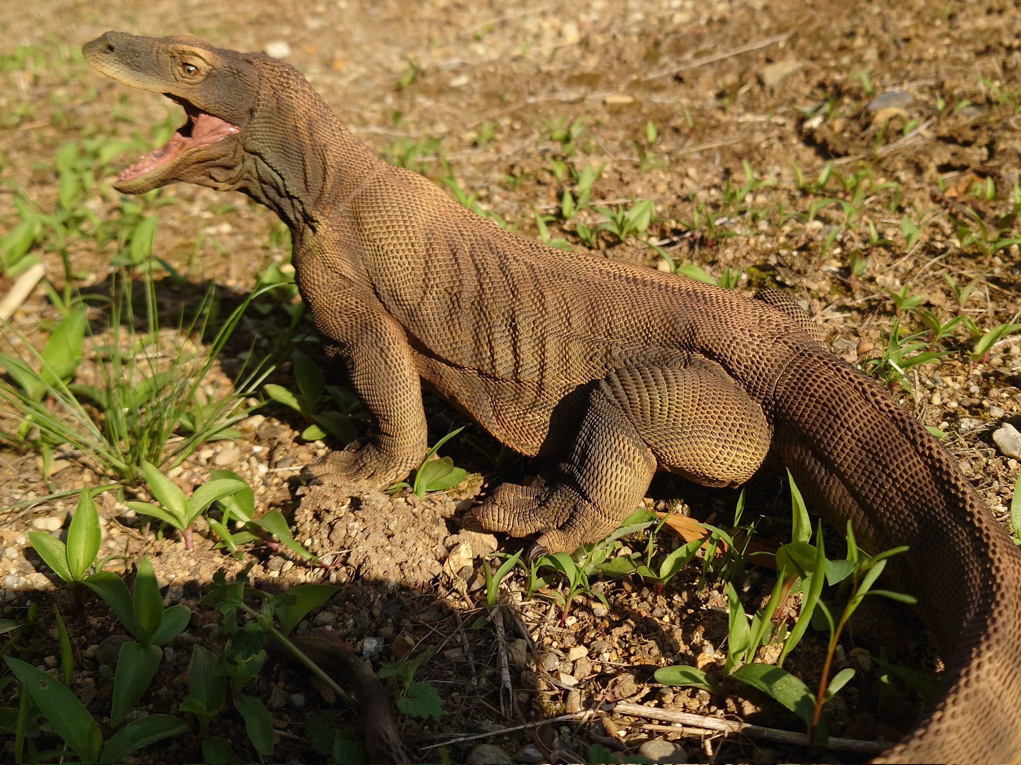 コモドオオトカゲ様 コモドオオトカゲ - は虫類 - 動物 - Y!きっず図鑑