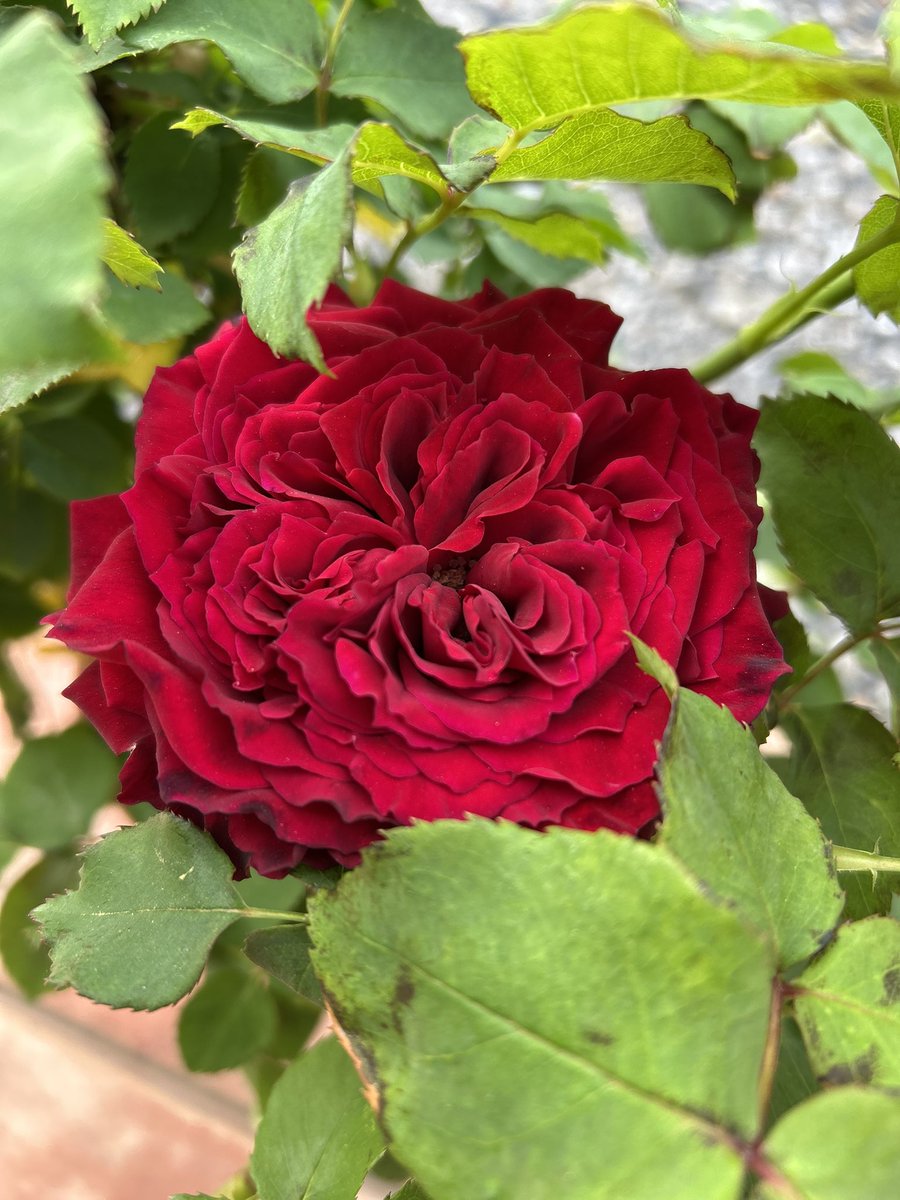 八重咲♥️薔薇
母(撮影)お気に入りの薔薇
色も姿も美しいです🍃

おはようございます◡̈*

いってきます
いってらっしゃい♡

今日も優しく..笑顔で
宜しくお願いいたします🤍