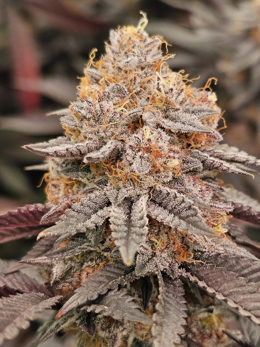 Redrum $pringa 55 days in flower!