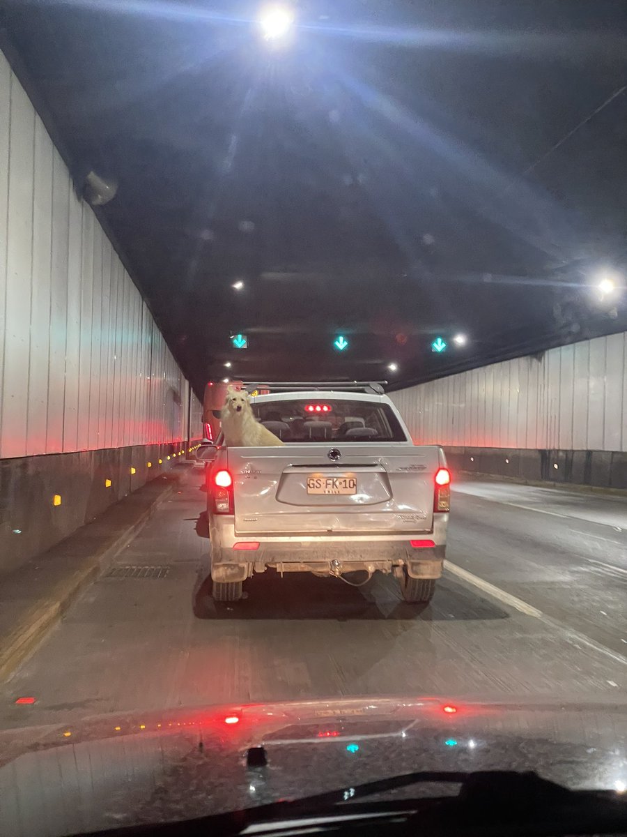 Caro Acevedo tweet media