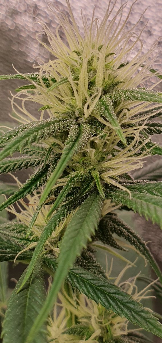 Guawi   
Grow your own 💯❤️‍🔥