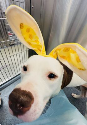 Suspense4568's tweet image. Tonka HAS A CHANCE AT A NEW LIFE HER MOM NEEDS HELP GETTING HER FOM DALLAS TO ARIZONA CURRENTLY ON MEDS TIL 28th URI TRANSPORT WANTS 550
SHE CAN PITCH IN SOME IF ANYONE CAN HELP DONATE. KNOWS OF A PERSON WHO CAN HELP TRANSPORT LESS MONEY LET US KNOW THEY WANT TO CANCEL ADOPT SOON