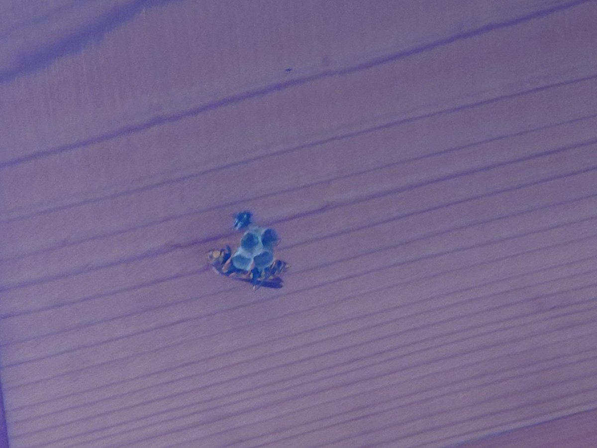 kotaro_ch_ryu's tweet image. 今年は来ないのかと思ってたら、軒下で巣作りしてた😳
#アシナガバチ