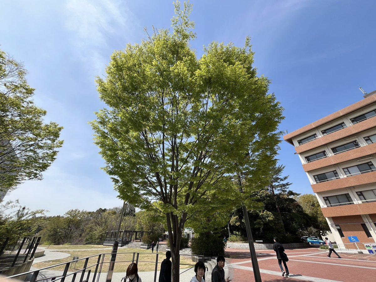 こちら本日13時からです！

今回も多くの初めての人がいるので参加しやすいと思います😊
まだまだ受け付けてますので、参加希望者はDMまで👍
飛び入り参加の方は1時にかさね前までお願いします🙏
（写真の木の下にいます！）