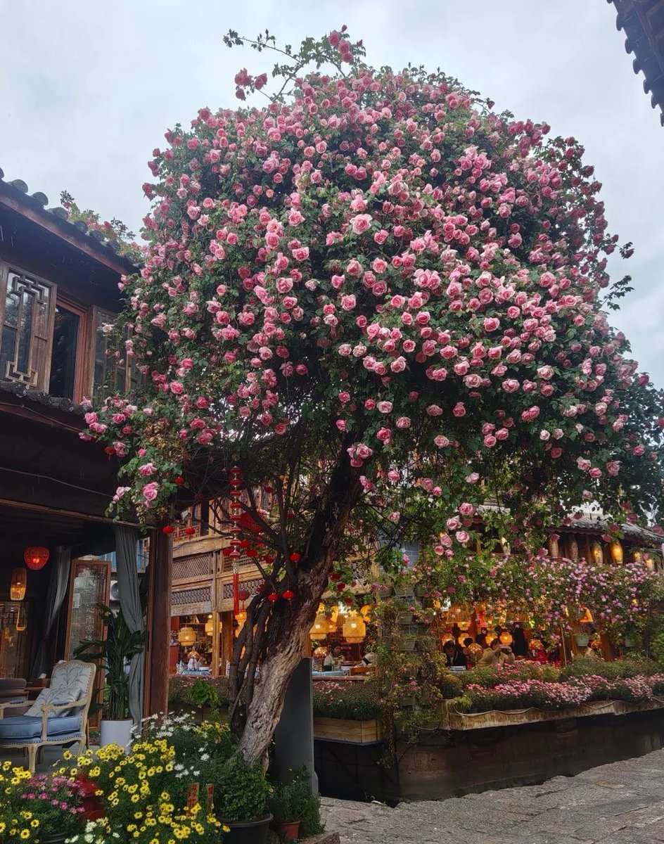Ryan8902TA's tweet photo. 盈一怀清芬春色，许今生平安静好 https://t.co/LjPEsp2aAv