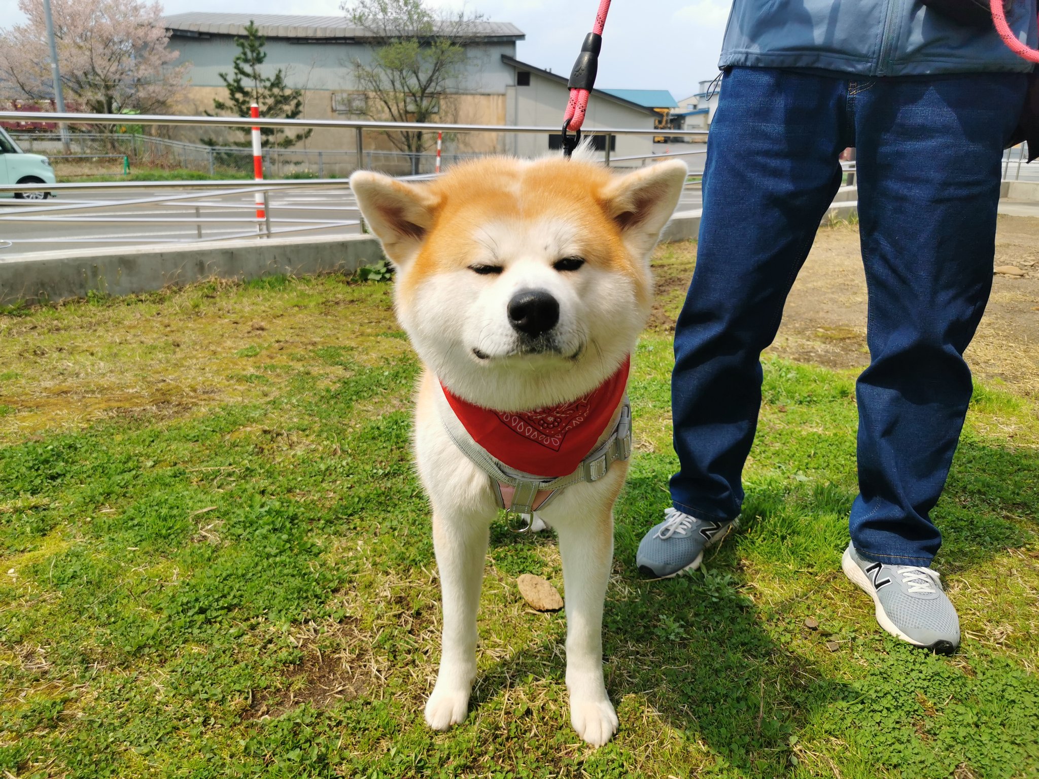 秋田犬の里【公式】 on X: 