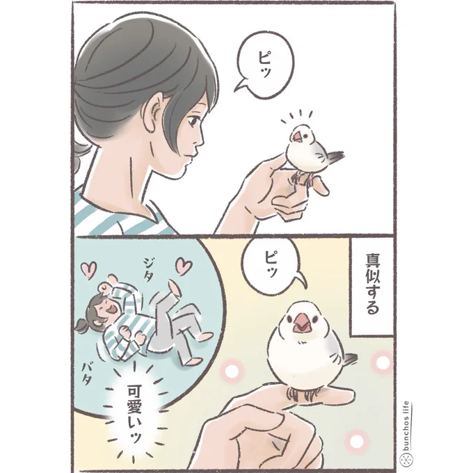 可愛すぎるので、もう少し冷静さを欠いだら心の小人じゃなくて実際に暴れてる
#文鳥 
#4コマ漫画 