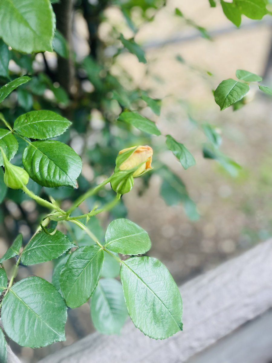 休憩中
#UMAJO
#東京競馬場
#ローズガーデン