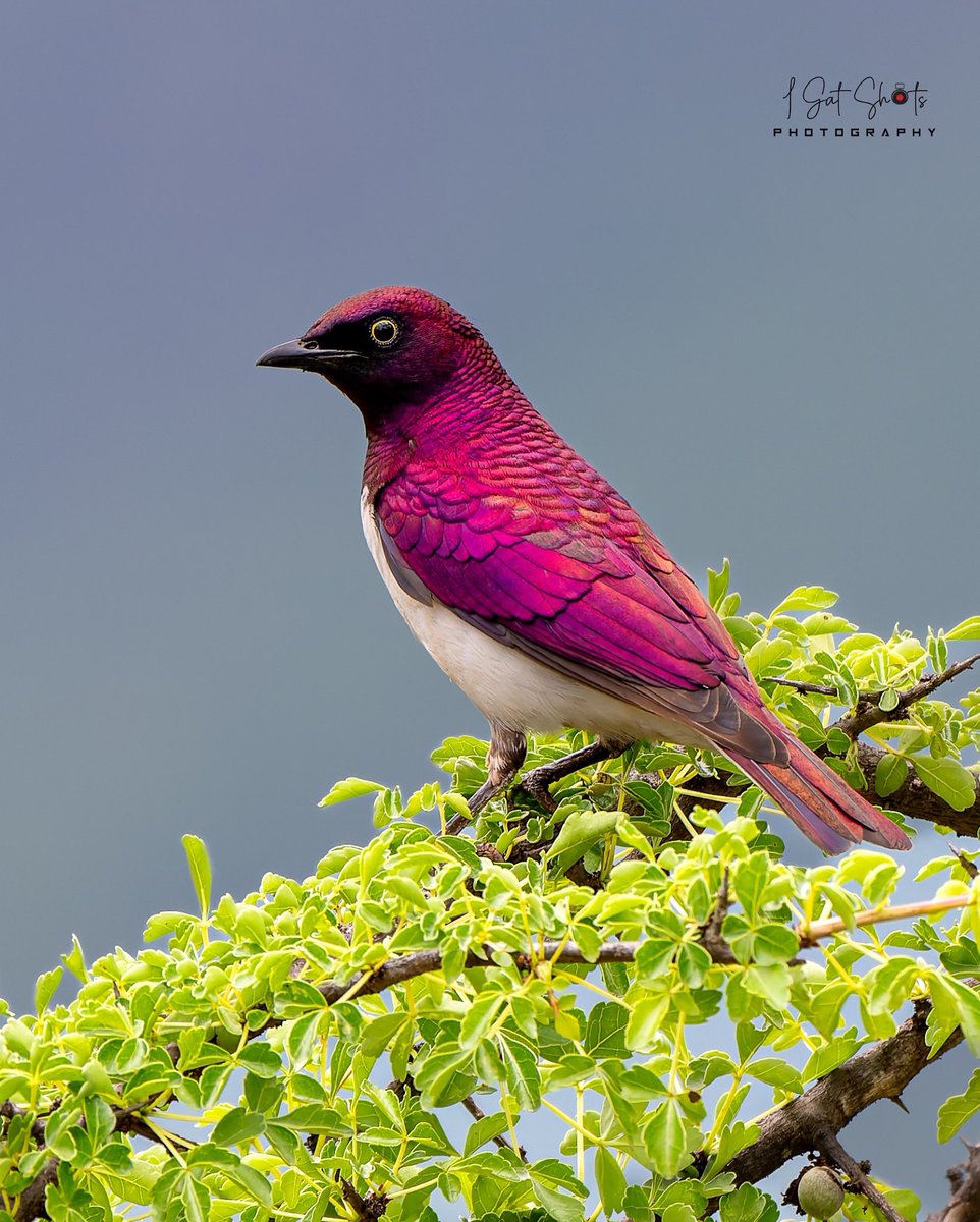 Gateru's tweet photo. Violet-backed Starling 📸 West Pokot https://t.co/SNW42mj2RA