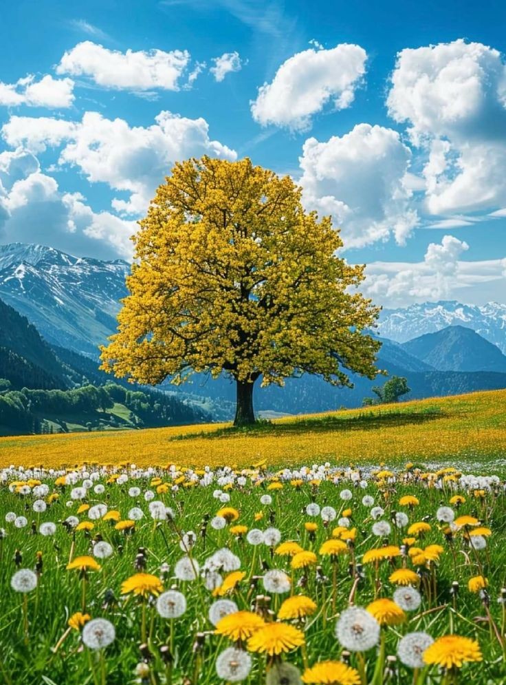 Good morning X Family 🥰 

Let's interact together 💫🥰