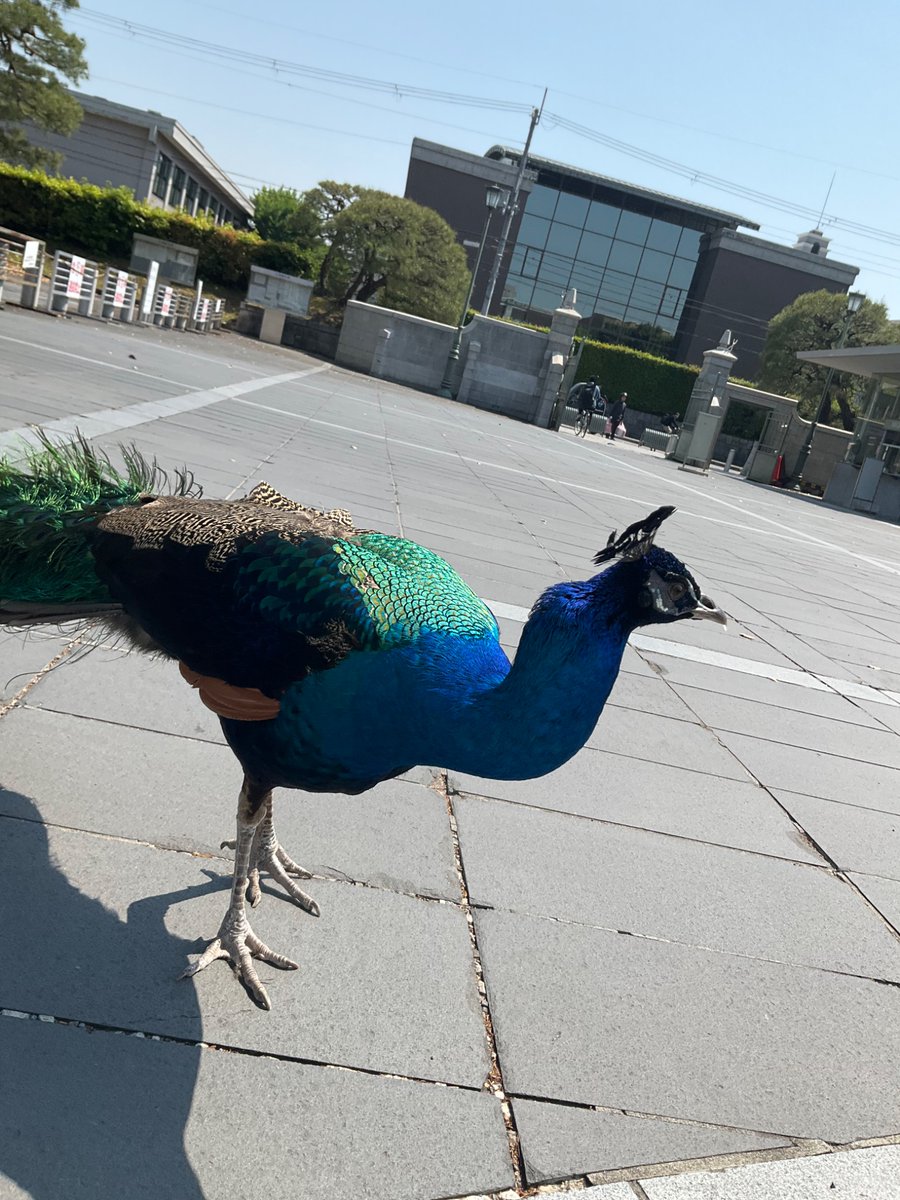 とりあえず、クスノキ前でやってます。