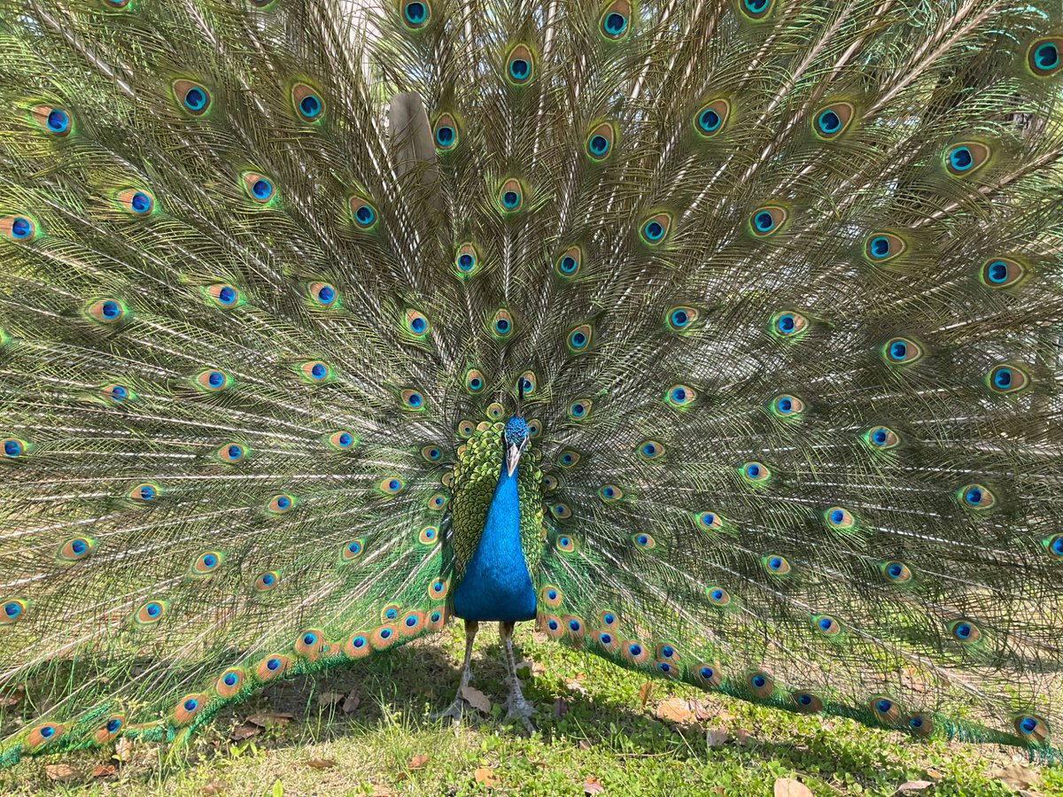 新歓　クジャクの目を数える

クスノキ前でやってます