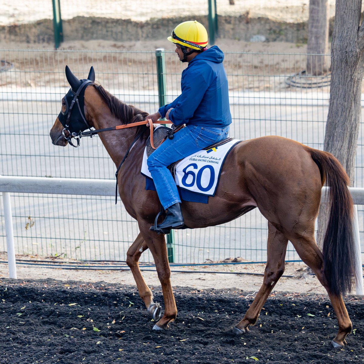 Dubai Racing Club (@racingdubai) on Twitter photo #DRCgrads in 🇬🇧 action today:
🏇Whathappensinvegas - <a href="/haydockraces/">Haydock Park Races</a> - 5pm UAE
🏇 Blewburton (below) - <a href="/LeicesterRaces/">Leicester Racecourse</a> - 6:45pm UAE #DRCgrads in 🇬🇧 action today:
🏇Whathappensinvegas - <a href="/haydockraces/">Haydock Park Races</a> - 5pm UAE
🏇 Blewburton (below) - <a href="/LeicesterRaces/">Leicester Racecourse</a> - 6:45pm UAE