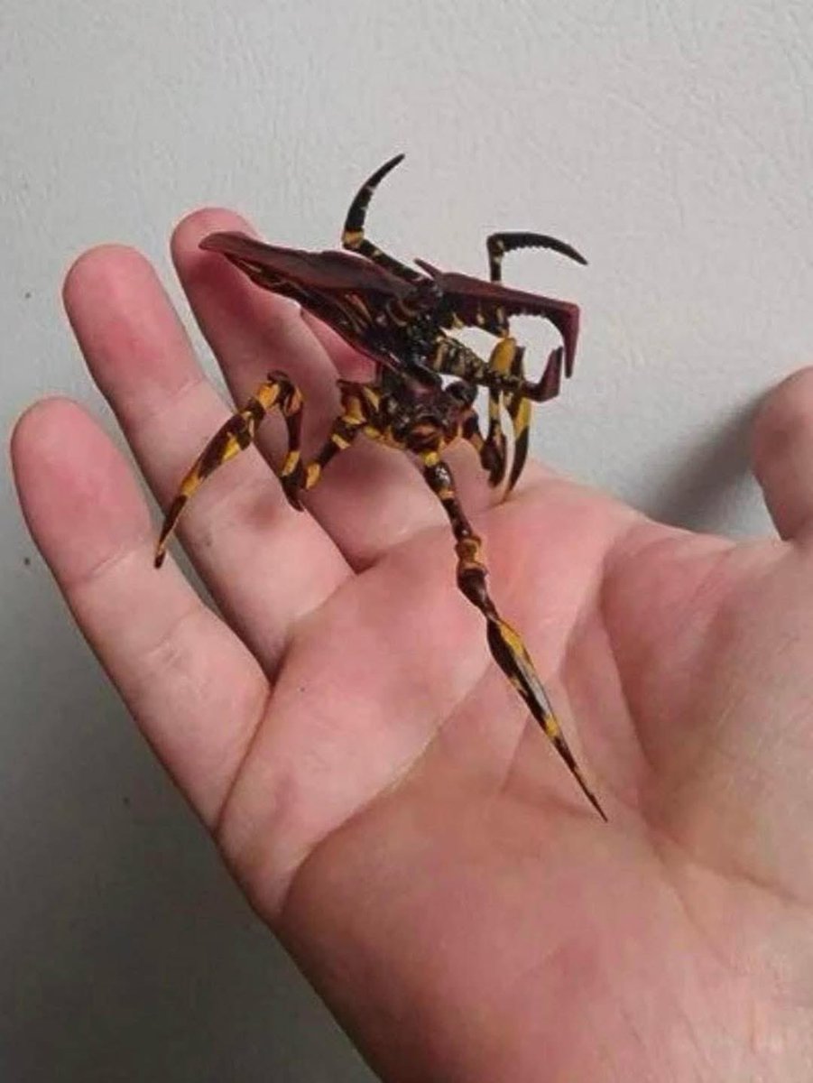 LuisValLe_A's tweet photo. En esta temporada de calor es muy común ver a estos animalitos salir, por favor no los mates, son un tipo de araña inofensiva que vive bajo tierra en colmenas, nutren a las plantas y ayudan a mantener el ecosistema que las rodea, se llaman Arachnida-Klendathu de la familia de los Behemoccoatyl ☺️ RT🙏🏻