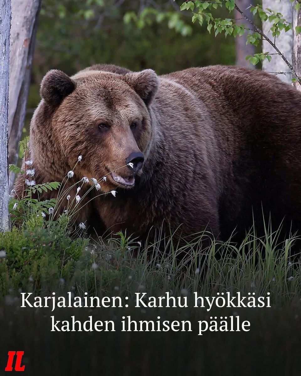 Tähän on tultu, kun suurpetojen suojelu menee liian pitkälle ja ituhipit heiluttelevat tahtipuikkoa. Tämän on muututtava pikaisesti!