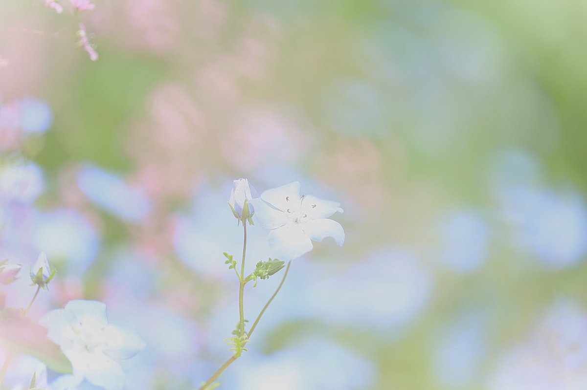 ahanablog's tweet photo. 昭和記念公園【ネモフィラ・チューリップ】を歩いて〜花写真散歩〜2025年4月 https://t.co/LiAbIbldAn @YouTubeより
#昭和記念公園
#ネモフィラ
#チューリップ
#春の花
#花写真散歩 https://t.co/JdzgJYalFV
