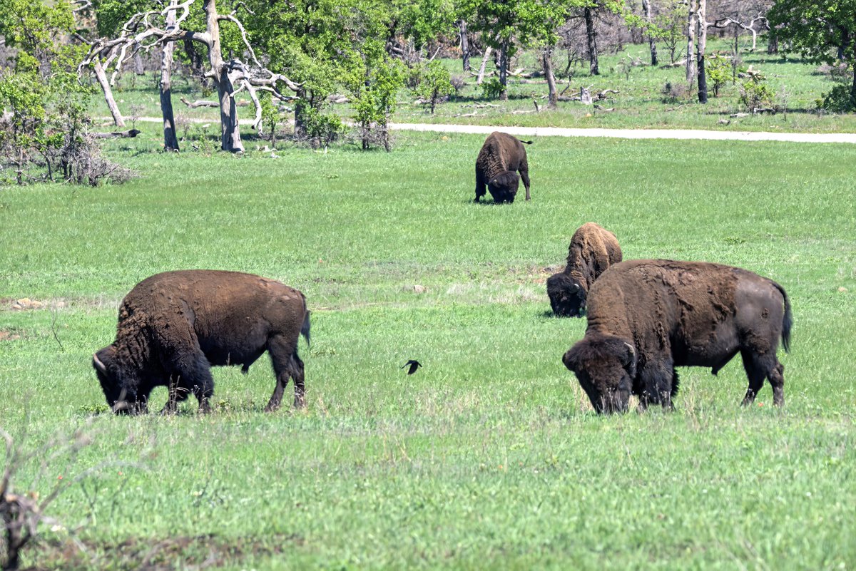 Chrisbristow84's tweet photo. A small group of wild bison grazing in a field in Wichita Mountains.
#NaturePhotography 
#wildlifephotography 
#Wildbison
#Wichitamountains https://t.co/rJlRbv4LCe
