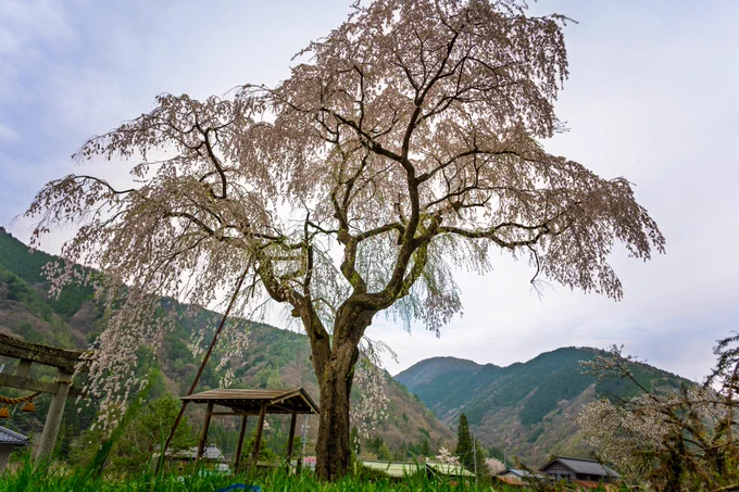 #枝垂れ桜 の郷"#朝日町'にある「#黒川天満神社」の枝垂れ桜が満開!境内の中には円空物が安置されると言われ、その円空は地元住民の中で「神」として崇められ、大切に保管されています。#飛騨高山 撮影:2025年4月25日