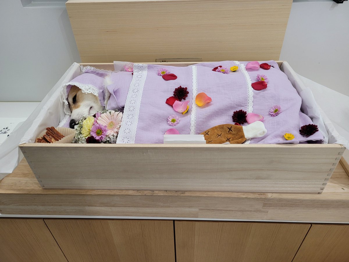 럭키가 무지개 다리를 건넜네요..
아주 편안하게 잠자는듯이 좋은곳으로 갔네요.
그곳에선 마음껏 뛰어놀아..
럭키야..13년동안 행복했어..