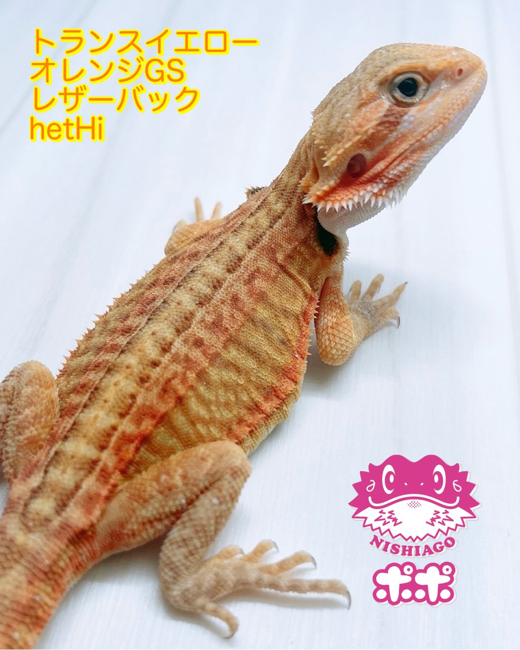 ポポのケージ爬虫類・両生類用飼育ケージ
