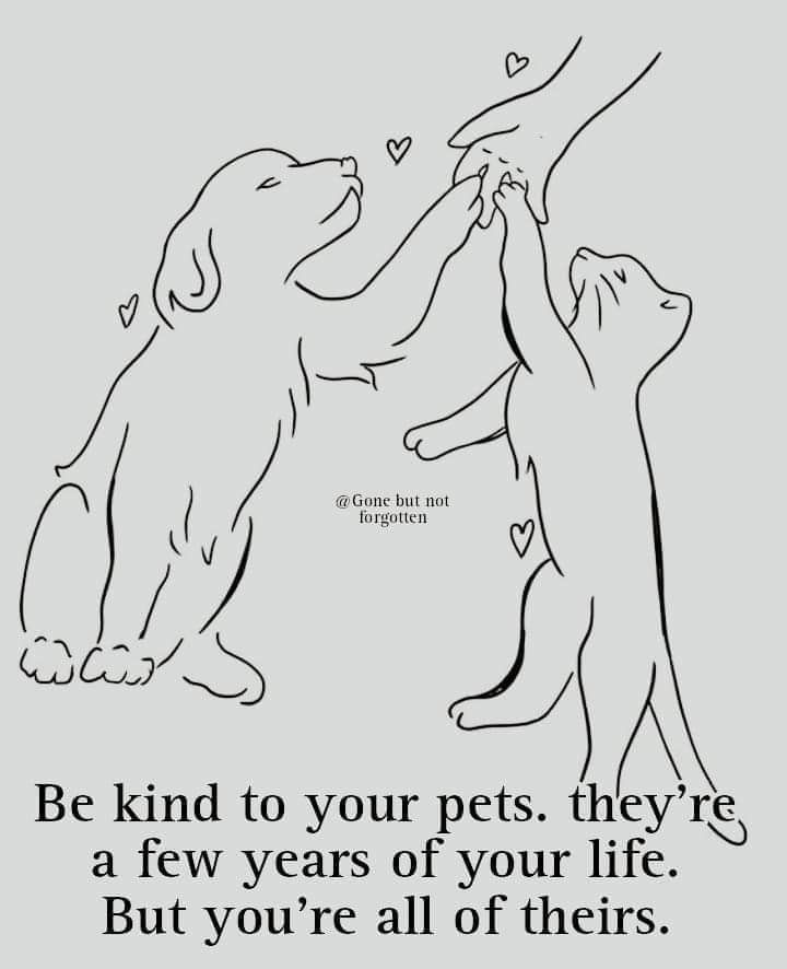 𝕏 Dogs (@_xdogs) on Twitter photo 