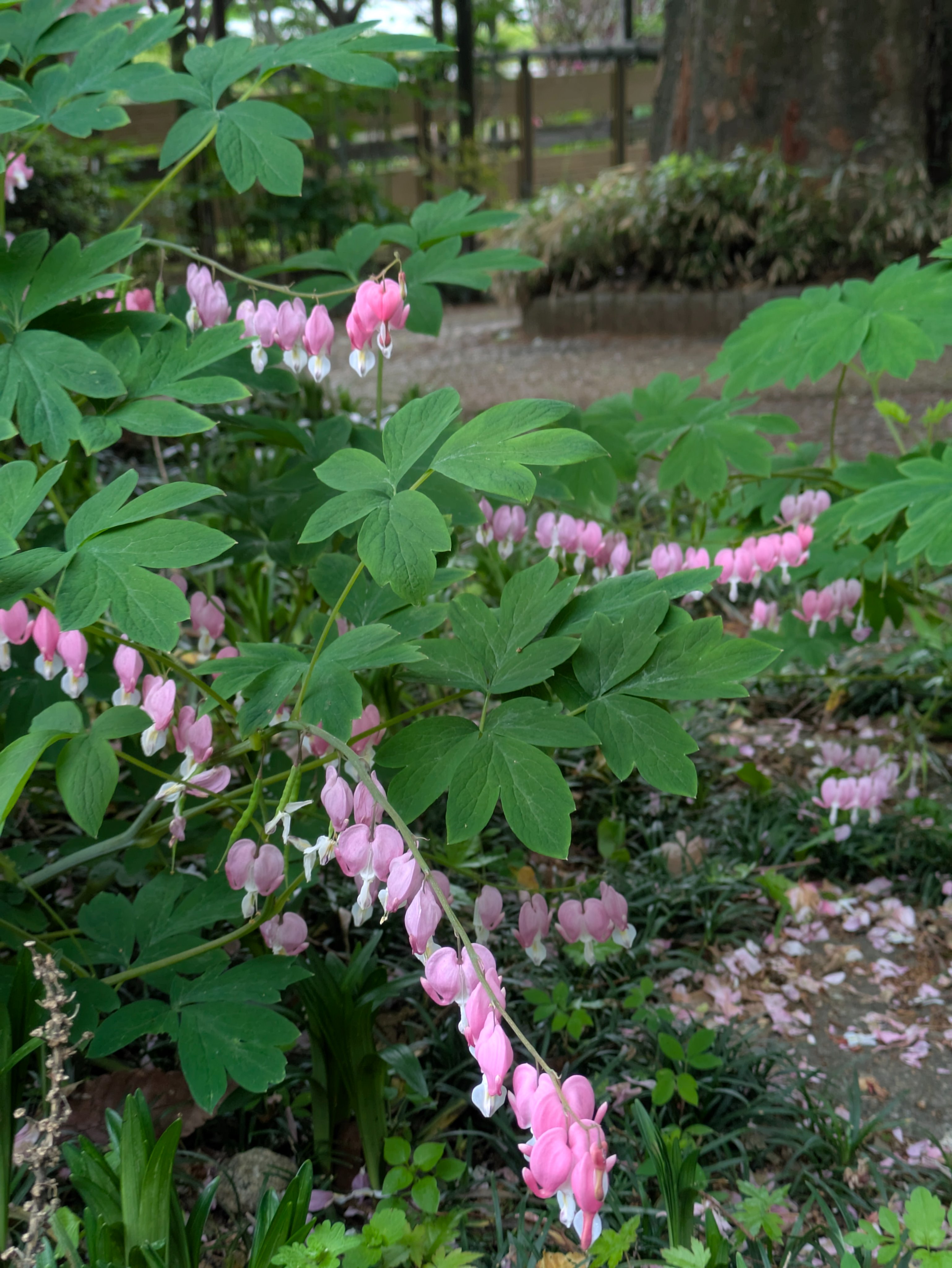 これからの季節を彩る名花、牡丹と芍薬の見分け方