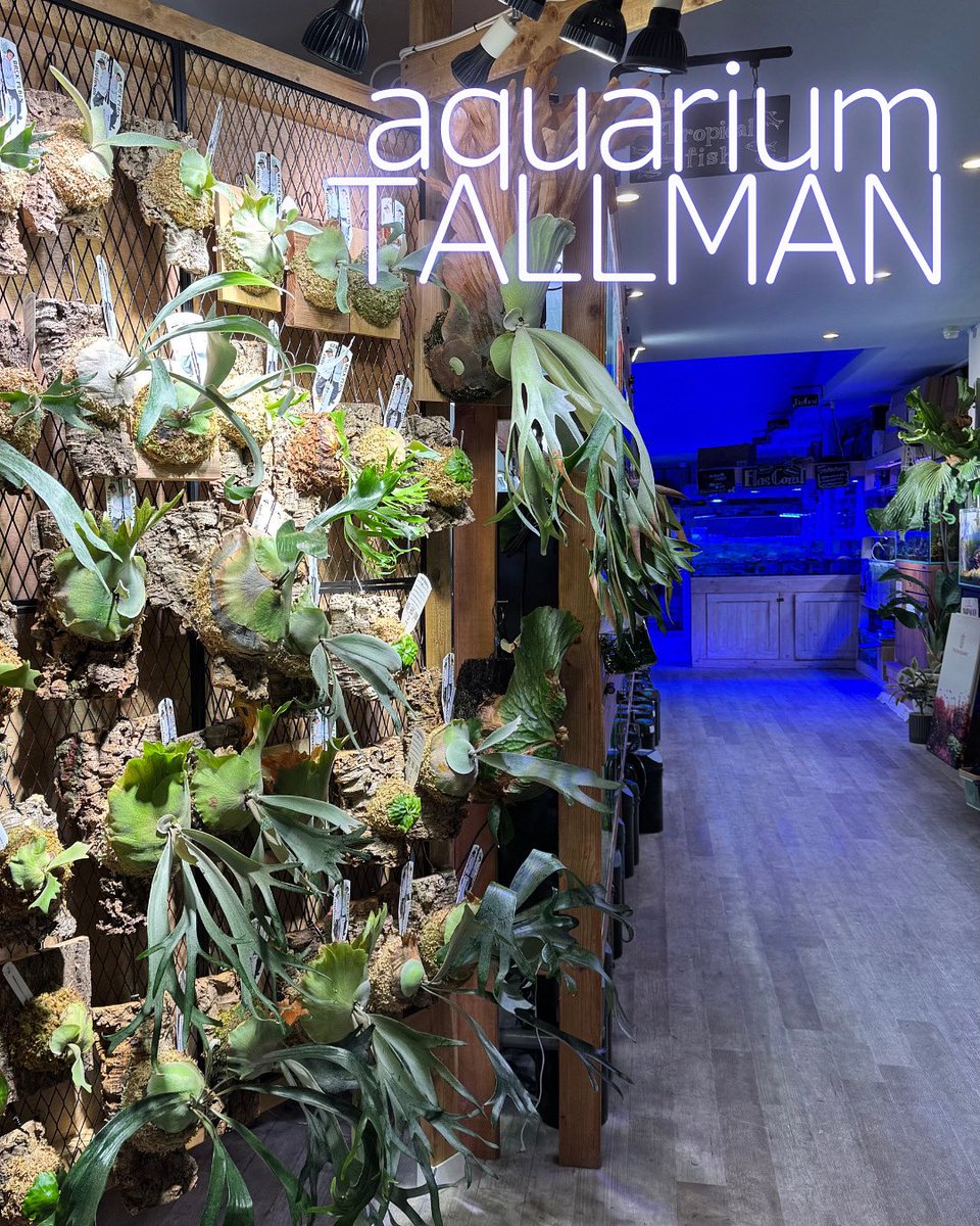 BACK PLAIN PLANTS (@RtxrrsdbgC5Hcaz) / Posts / X