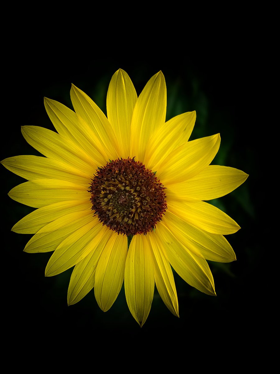 How would you rate my phone photography. I am.not a professional so don't come hard on me.   Taken with <a href="/MotorolaUS/">motorolaus</a>  #MotorolaEdgePlus2023