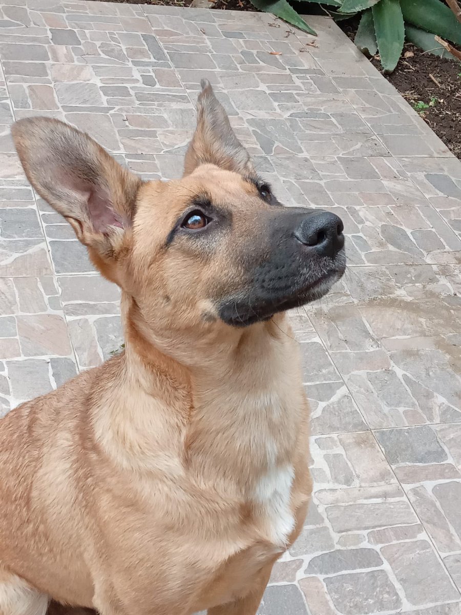 ROXIT1505's tweet photo. @TlalpanVecinos busco hogar amoroso. Soy pastor belga, 8 meses, inquieta y juguetona https://t.co/uGMKZtgIho