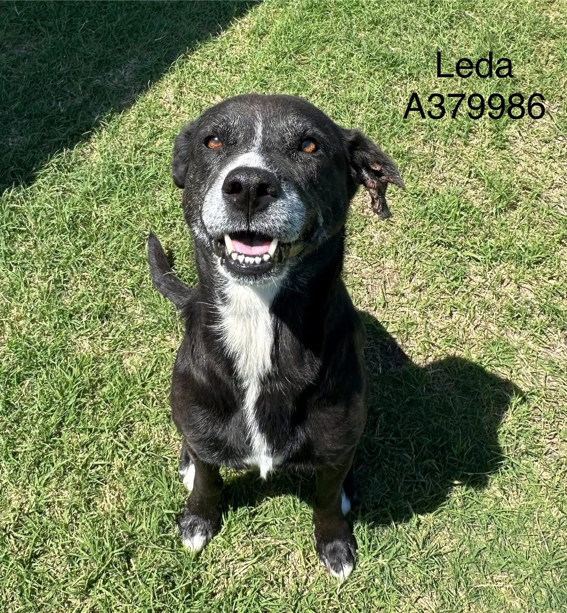 LisaBrabson's tweet image. If u just meet LEDA #A379986 7yo,u won't b able to resist her!
Even though her life has been rough,she has a SPARKLE about her that u can't miss!
She's so full of life,loves to play,easy going, fabulous personality!
#ADOPT #FOSTER OR #PLEDGE TO ATTRACT A RESCUE🛟 #CorpusChristi