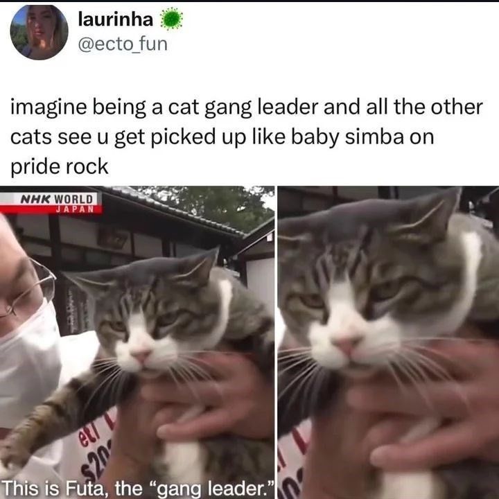 PostsOfCats's tweet photo. https://t.co/fgDcvYSA8r