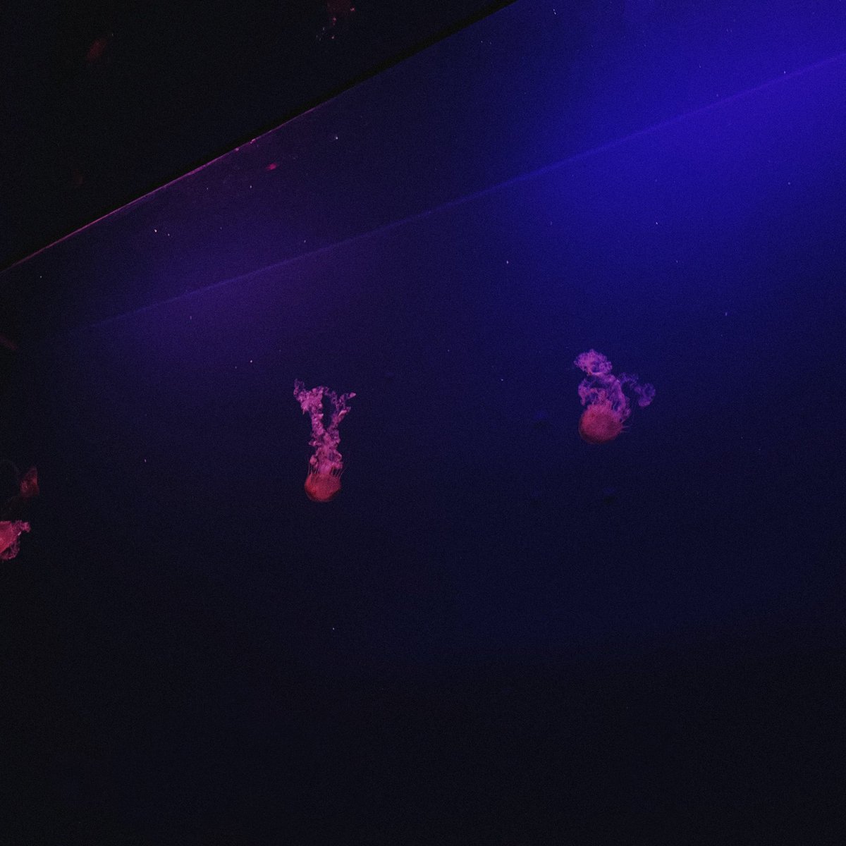 Offghost tweet media