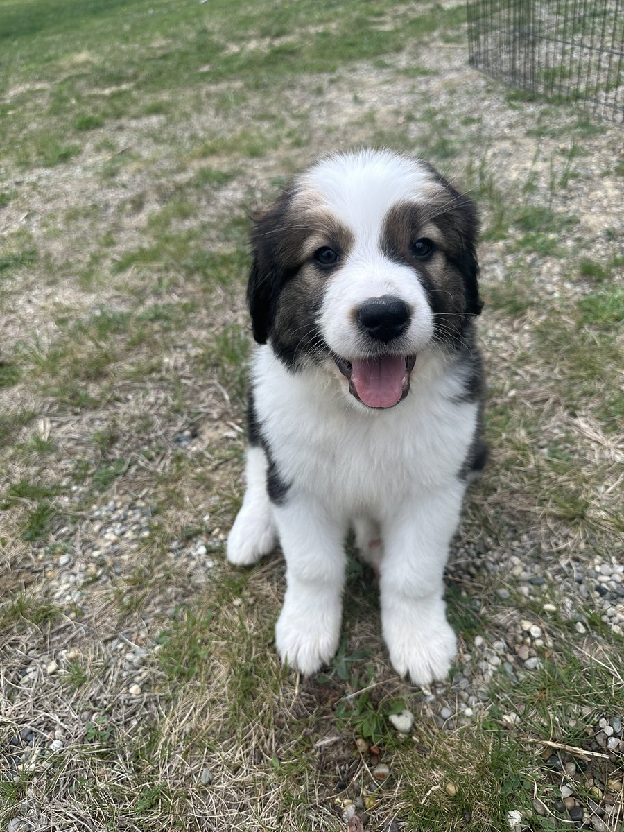 My new WFH pal: Bea 🐝 #greatbernese