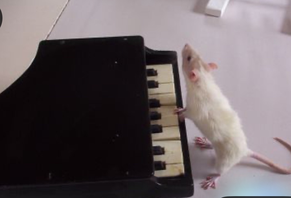 GodFodder☄️ tweet media