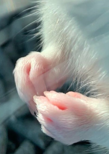 GodFodder☄️ tweet media