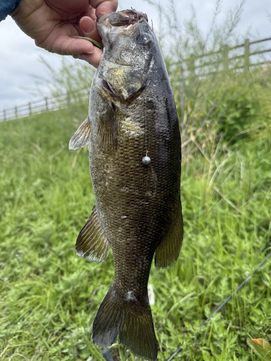 利根川水系
スモール、ラージキャッチです。