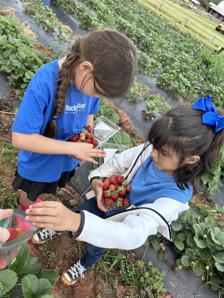 🌍 US Cultural Experience 🇺🇸 🇨🇱 Riding tractors, picking strawberries, feeding animals, and enjoying traditional North Carolina farm games. Building community by engaging parent volunteers. This week's highlights 🍓 #unitingourworld <a href="/ParticipateLrng/">Participate Learning</a>  #pattersonfarm <a href="/MGSDschools/">MGSD schools</a>