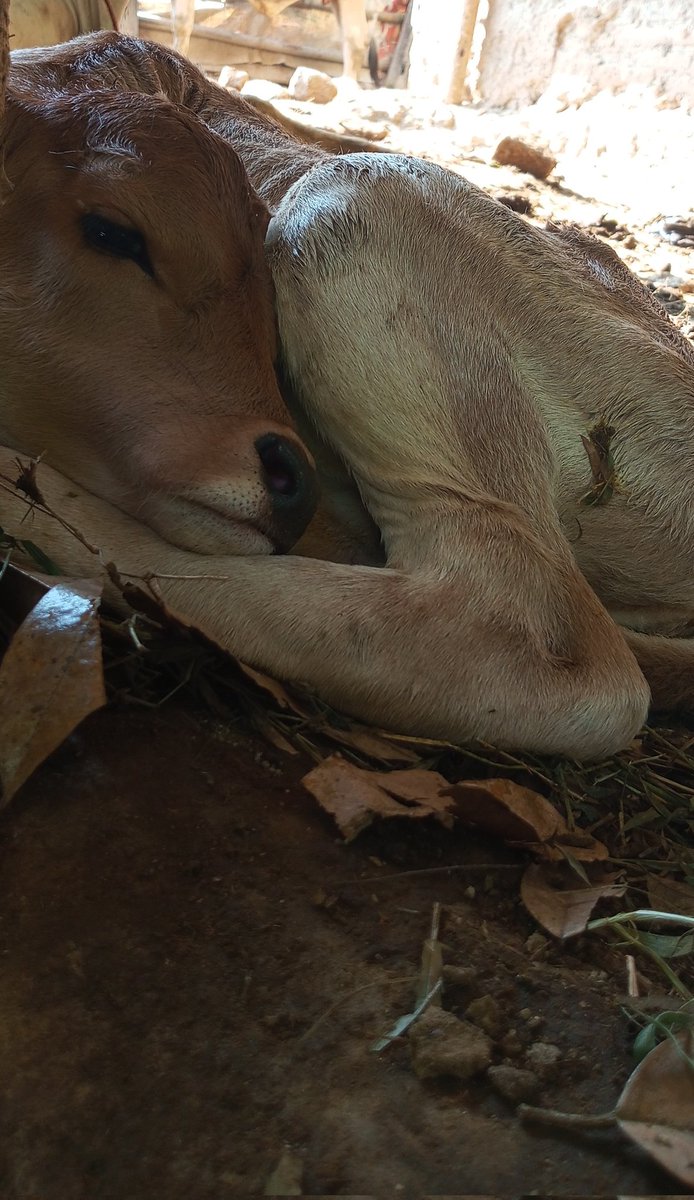 phyinter's tweet image. Lucuu banget??