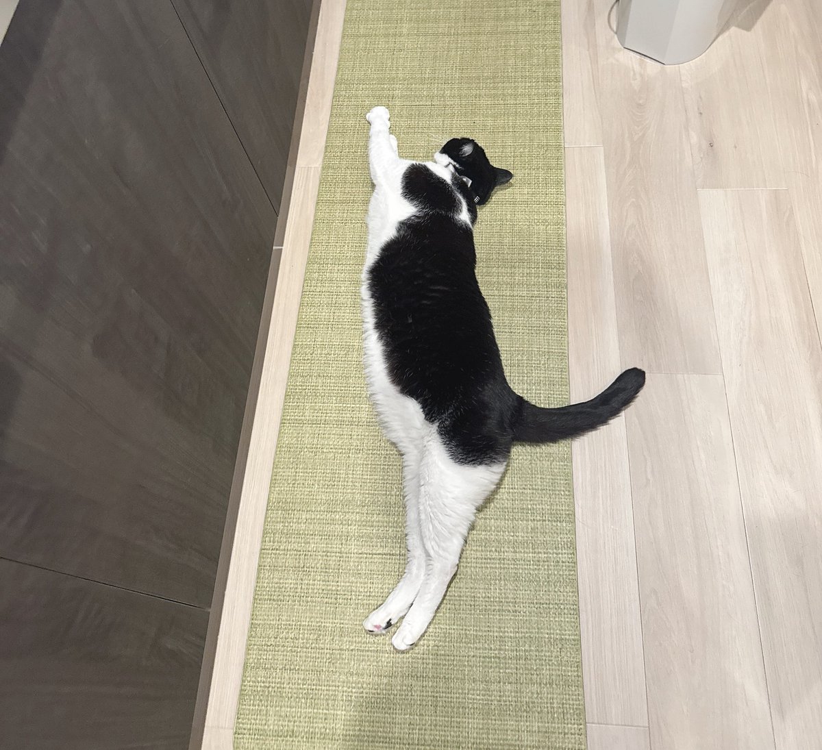 私がキッチンに来るとこれ