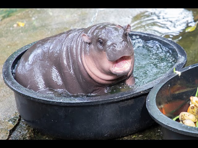 mevdot's tweet image. #Moodeng getting ready for the weekend 🚀