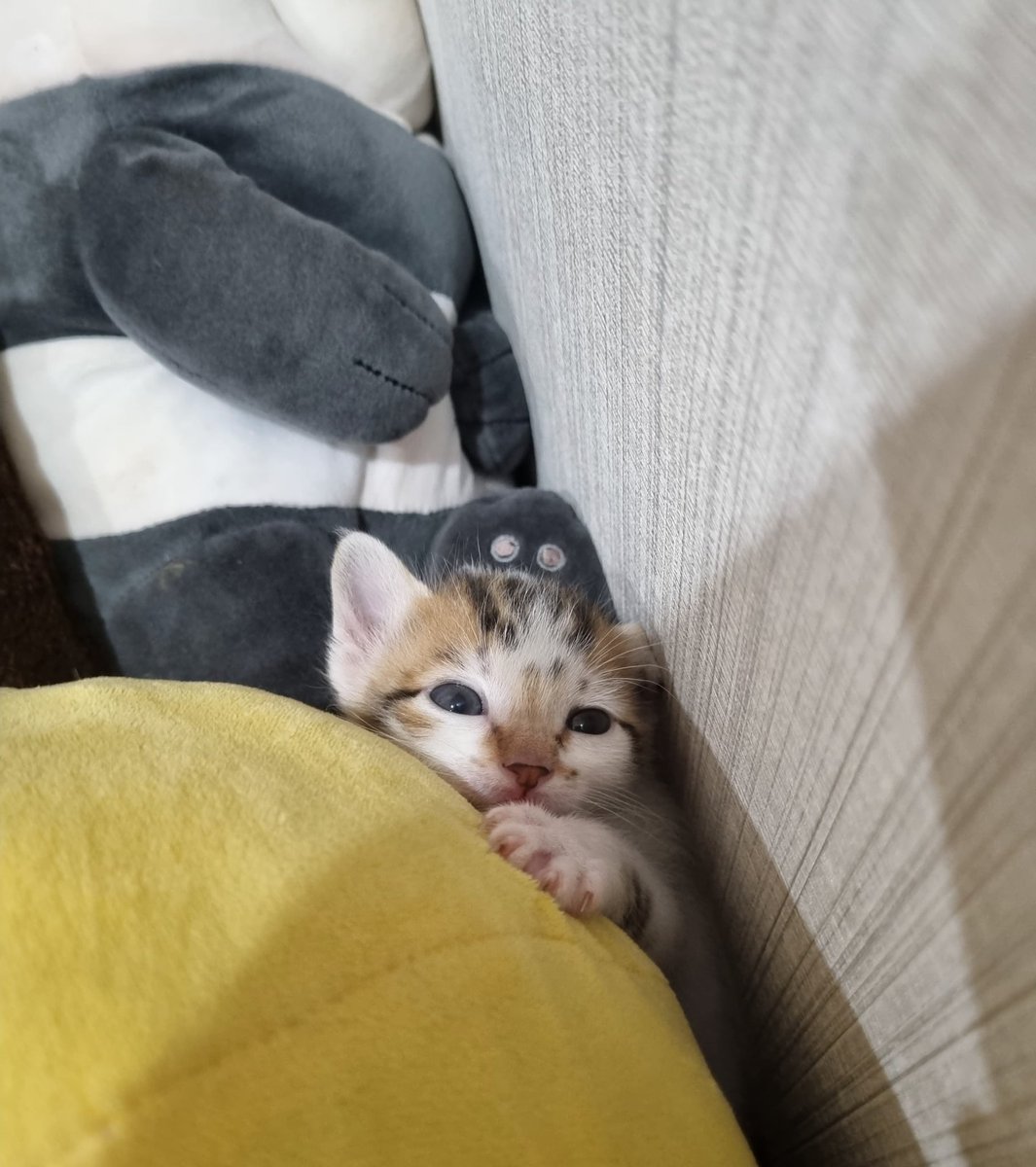 Cimoy🦭 tweet media